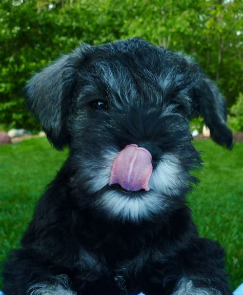 Another Cute Picture Of Stella As A Pup Miniature Schnauzer