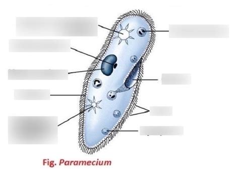 Paramecium Diagram Diagram Quizlet