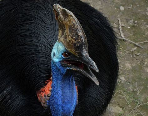 Siliconeer Big Mean Bird That Killed Us Owner Will Be Auctioned