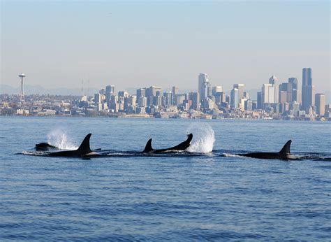 Proposed No Drone Zone For Orcas Gets A Hearing In Washington State