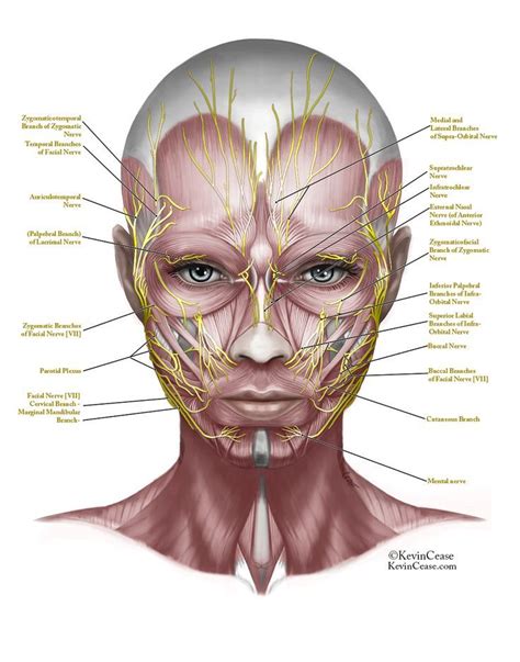 Image Result For Nerve Structure For Botox Muscle Anatomy Facial