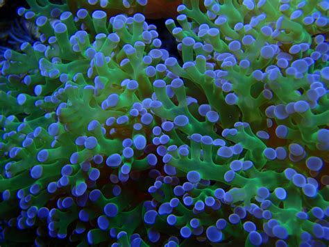 Live Coral Inventory Coral Frags Aquarium Shop