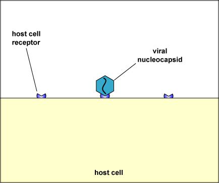 Biol Lecture Guide Penetration Of A Naked Virus My Xxx Hot Girl