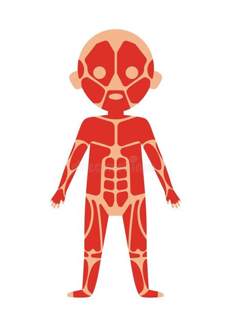 Anatomia Do Corpo Do Menino Com Sistema Muscular Ilustração Stock