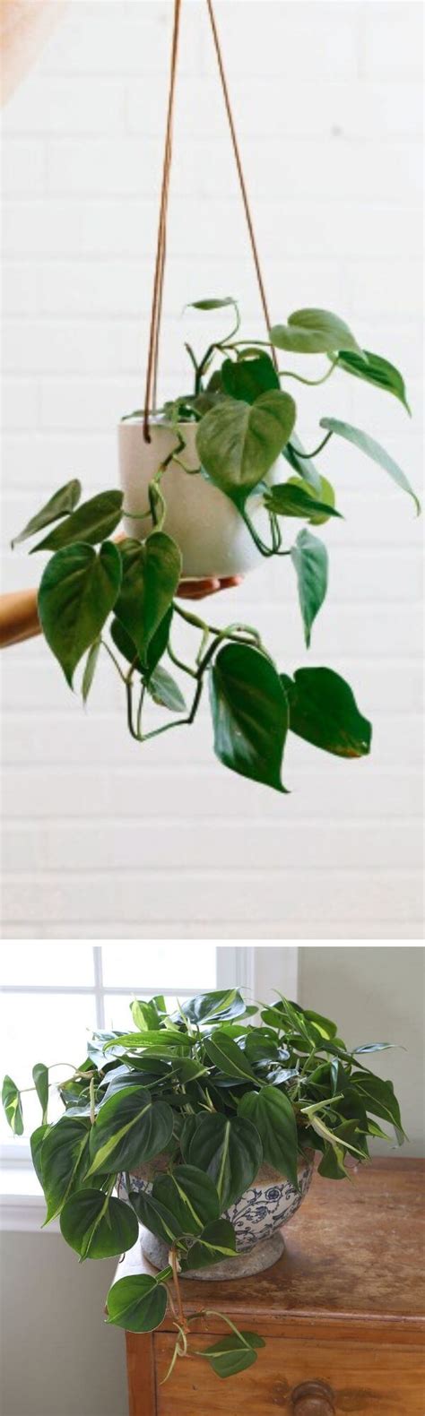 With these houseplants, you can filter the air without dumping large sums of money into bringing potted plants into a living space to liven it up is a trick that's been used by interior designers for years, but did you know that our leafy friends are. 7 Best Indoor Plants that Clean the Air and Remove Toxins ...