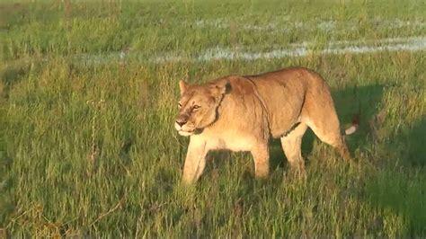 Female lion names such as aaliyah, nala, xena, and aurora are the most popular lion names commonly used. female lion walking by rover (HD version) - YouTube