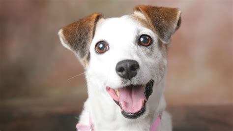 ¿cuál Es El Perro Más Feliz