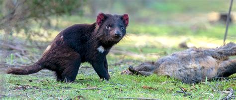 In retaliation, humans started to hunt them to protect their livestock and for the little devils' furs. Tasmanian devils decimated by face cancer - The Wildlife ...
