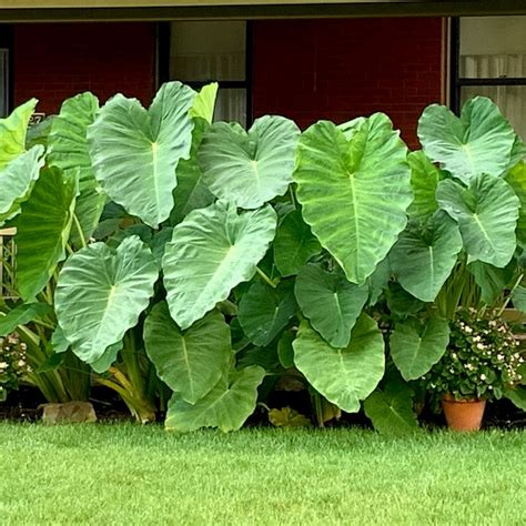 Garden State Bulb Green Giant Mammoth Elephant Ear Bulbs in the Plant
