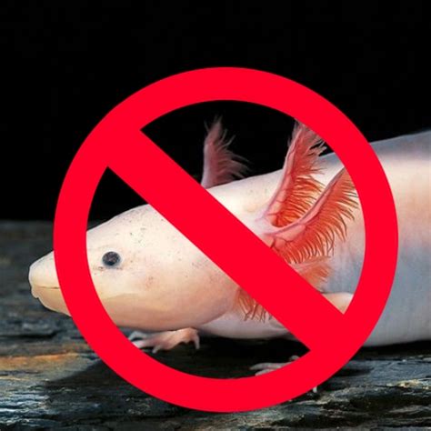 What States Are Axolotls Illegal In States Guide In Fish Hue