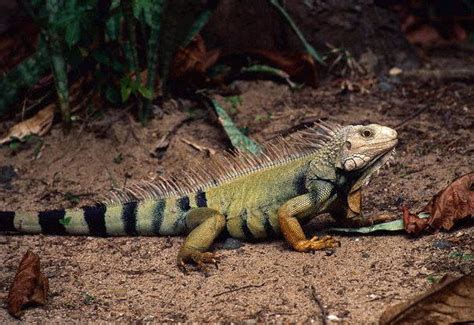 It looks like you're using artstation from great britain. 飼養 綠蜥蜴? | Yahoo奇摩知識+