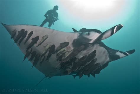 Giant Manta Ray Muscles Reveal Feeding Behaviors — Marine Megafauna