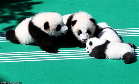 Newborn Panda Cubs Cant Stop Playing With Each Other During Their
