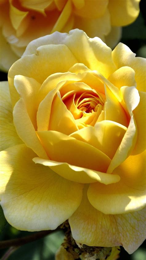 So this app is perfect for you fans yellow rose. Yellow Rose 4K Wallpaper | HD Wallpaper Background