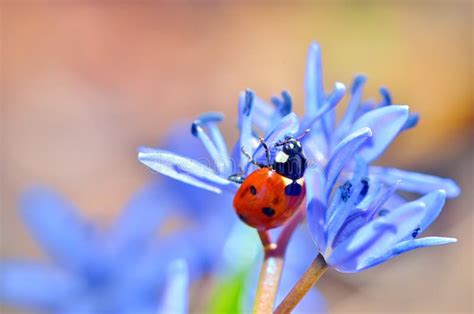 Ladybug On Blue Flower Stock Photo Image Of Blue Insect 30017722