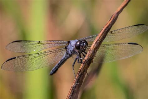 Dragonfly Holding On Until The Next Sortie Stock Photo Image Of