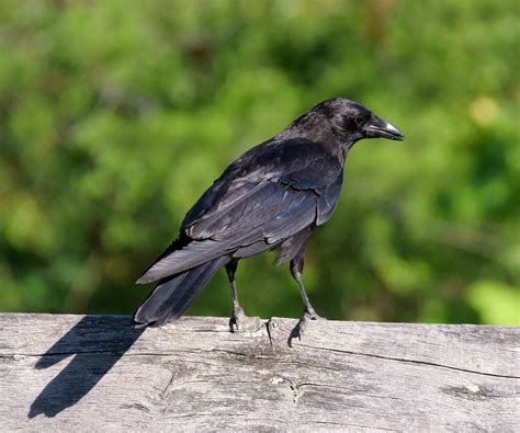 Crow 4 American Crow Corvus Brachyrhynchos On The Deerfi Flickr