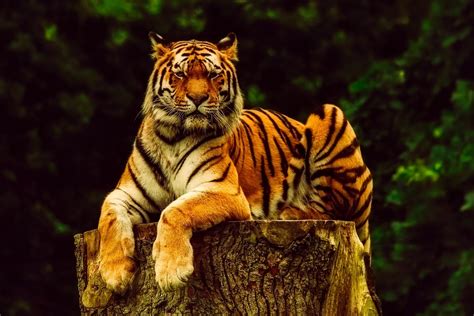 Tiger Animal Wildlife Free Photo On Pixabay