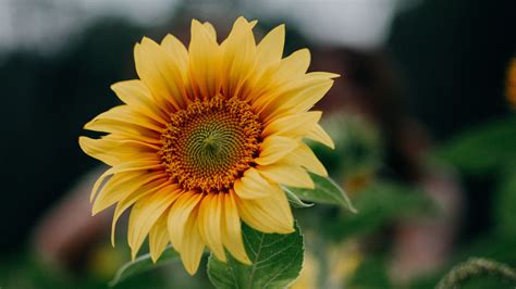 Download Wallpaper 3840x2160 Sunflower Flower Field Summer 4k Uhd 16