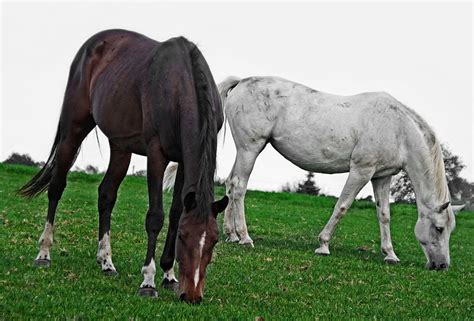 Horses Horse Grazing Riding Free Stock Photo Public Domain Pictures