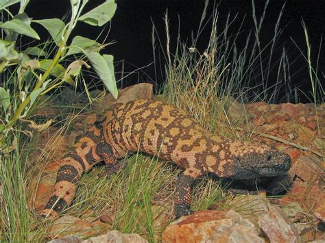 Gila Monster Animals Interesting Facts And New Pictures All Wildlife