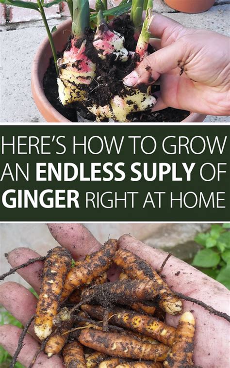Stop Buying Ginger Heres How To Grow An Endless Supply Of Ginger Right At Home Organic