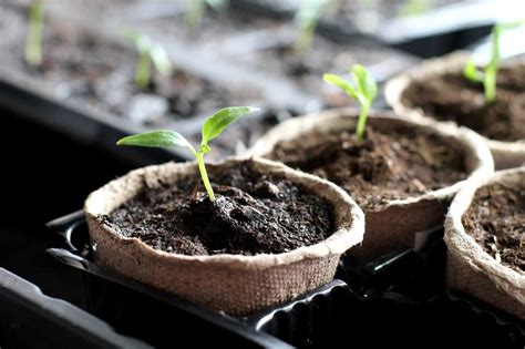 Knowing How To Germinate Seeds For Your Garden Southeast Agnet