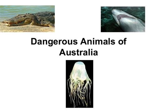 Dangerous Animals Of Australia