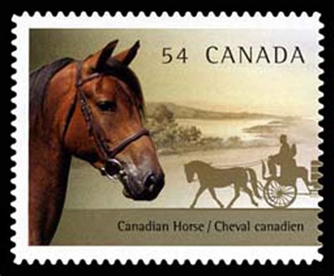 Heritage Livestock Canada The Canadian Horse Le Cheval Canadien