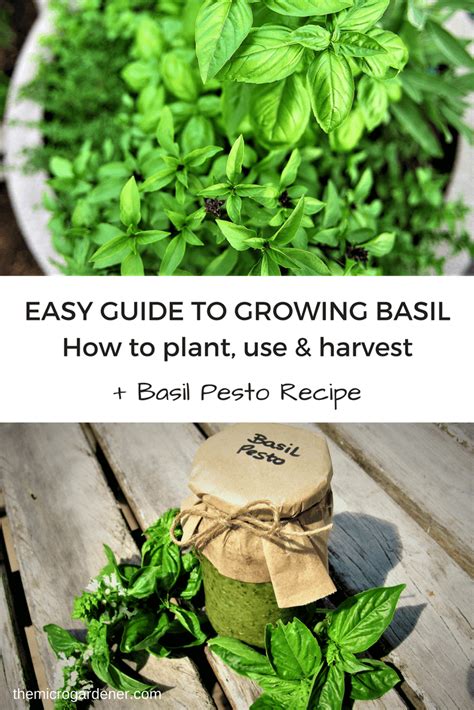 Easy Guide To Growing Basil How To Plant Grow Harvest Growing