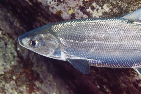 Milkfish (chanos chanos) also known as bandeng or bangos is the sole living species in the family chanidae. Chanos chanos