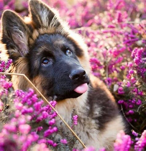 150 Best German Shepherd Female Dog Names Pupstoday