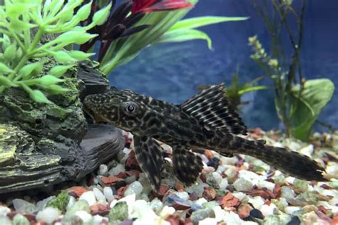 Pleco Fish Plecostomus Lifespan Care Guides And More