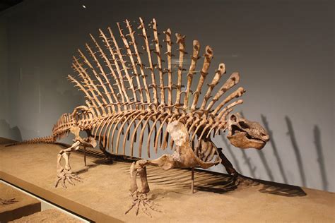 Edaphosaurus At The Field Museum A Synapsid Like Dimetrodon This