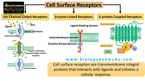 3 Types Of Cell Surface Receptors In 2022 Plasma Membrane Signal