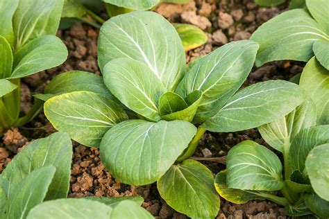 When To Plant Bok Choy In The Garden Gardeners Path