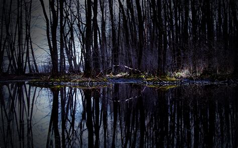 Free Images Landscape Tree Water Nature Forest Swamp Wilderness