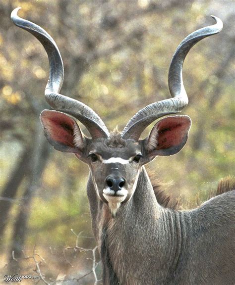 The Greater Kudu Is A Woodland Antelope Found Throughout Eastern And