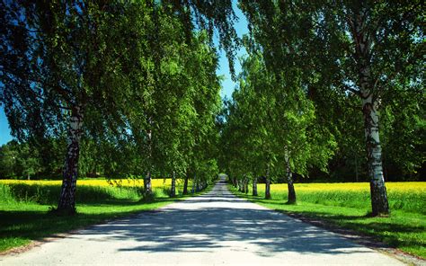 Road Among Birches Summer Wallpapers And Images Wallpapers Pictures