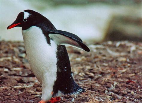 Wildlife Photo Gentoo Penguin Penguins Gentoo Penguin Photo