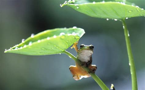 Hd Wallpaper Rain Frog Animal Widescreen Wallpaper Green Frog In