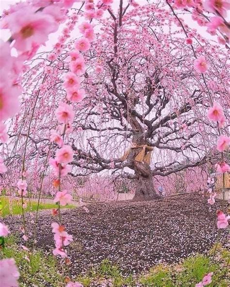 Este árbol De Cerezo Tiene Más De 200 Años 😍🇯🇵🌸 Cherry Blossom Tree Blossom Trees Cherry Tree