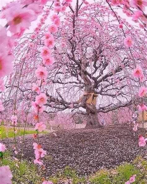 Este árbol De Cerezo Tiene Más De 200 Años 😍🇯🇵🌸 Amazing Nature