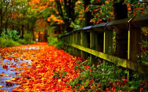 Autumn Leaves Red Desktop Wallpaper Hd 1920x1200