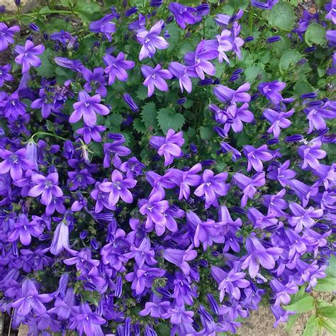 Campanula Intense Purple Bellflower Intense Purple In Gardentags