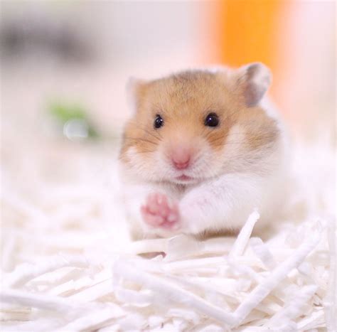 Most Popular Hamster Breeds Cute Hamsters Cute Animals Cute Animal