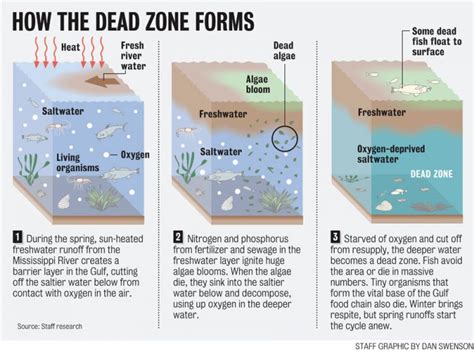 Dead Zone In Gulf Of Mexico Causes Concern And Solution