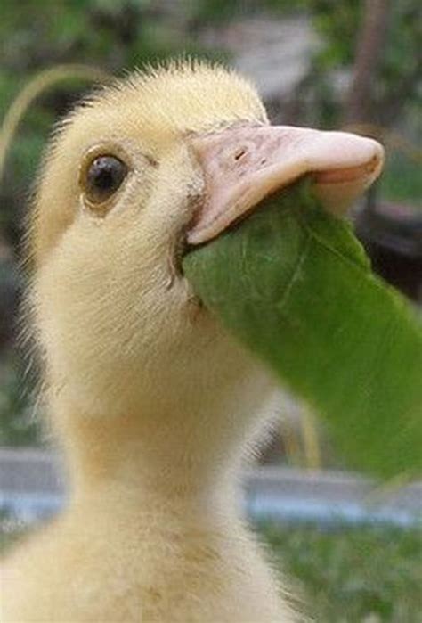 I Love My Greens Just Like Popeye Pet Ducks Baby Ducks Animals And