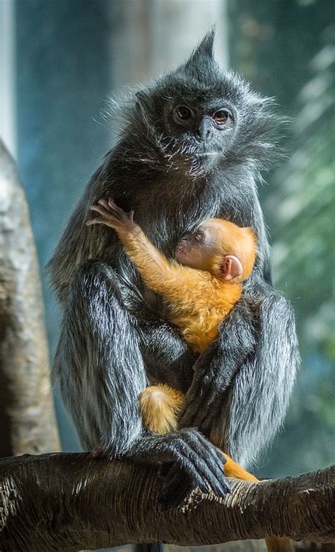 Silver Leaf Langur Cute Wild Animals Wild Animals Photography Cute