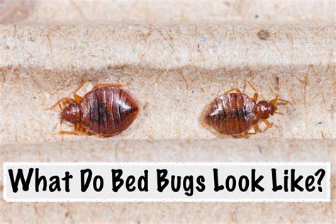 What Do Bed Bugs Look Like Synergy²
